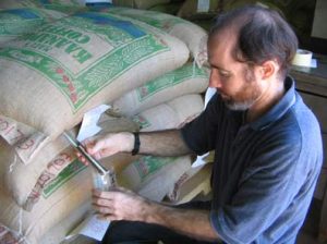 An inspector pulls a green coffee sample from a burlap bag to inspect and assess quality.