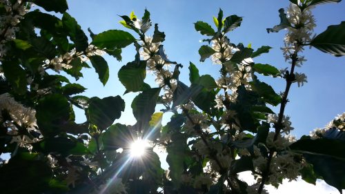 Coffee blossoms open in full sun with a backdrop of pure blue sky