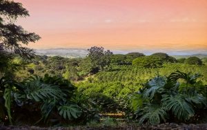 Gorgeous view overlooking a Kona coffee farm