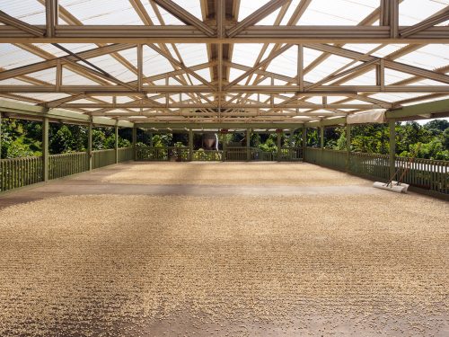 Hawaii coffee parchment drying on a concrete patio