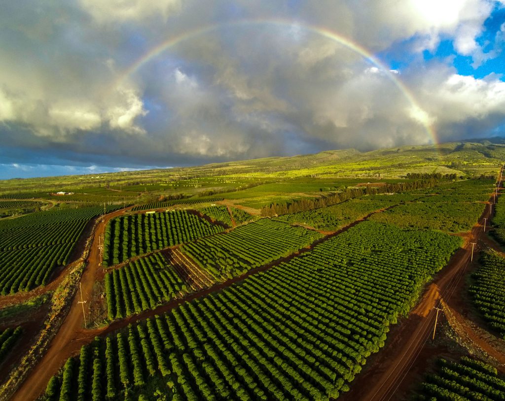 Maui