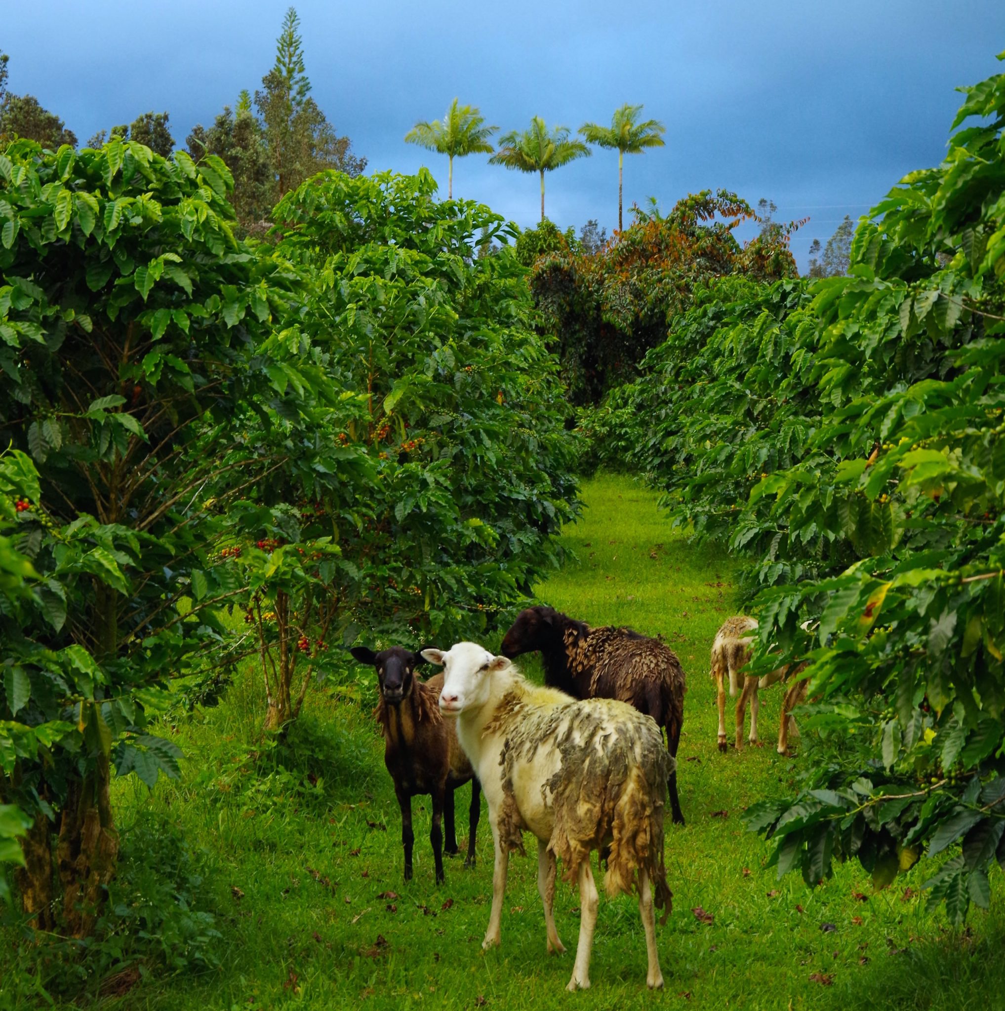 Hawaii Coffee Growing Regions Hawaii Coffee Industry