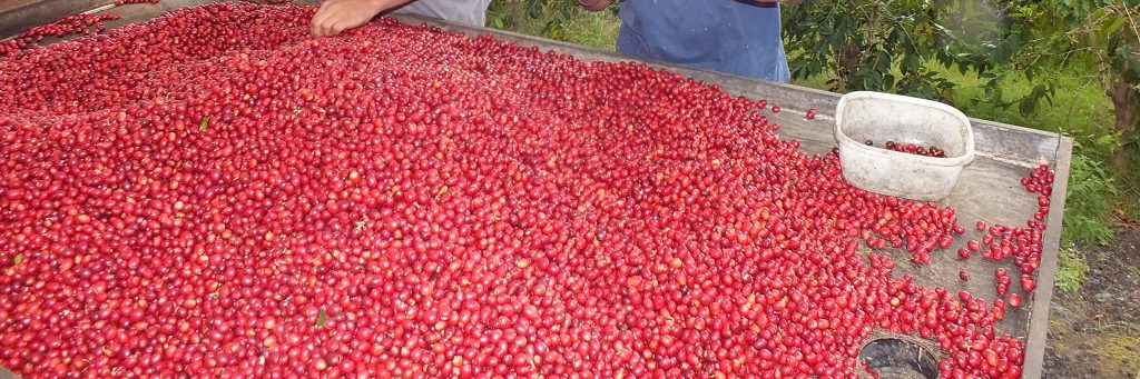 Quality red coffee cherry