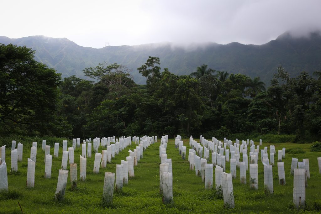 Coffee field