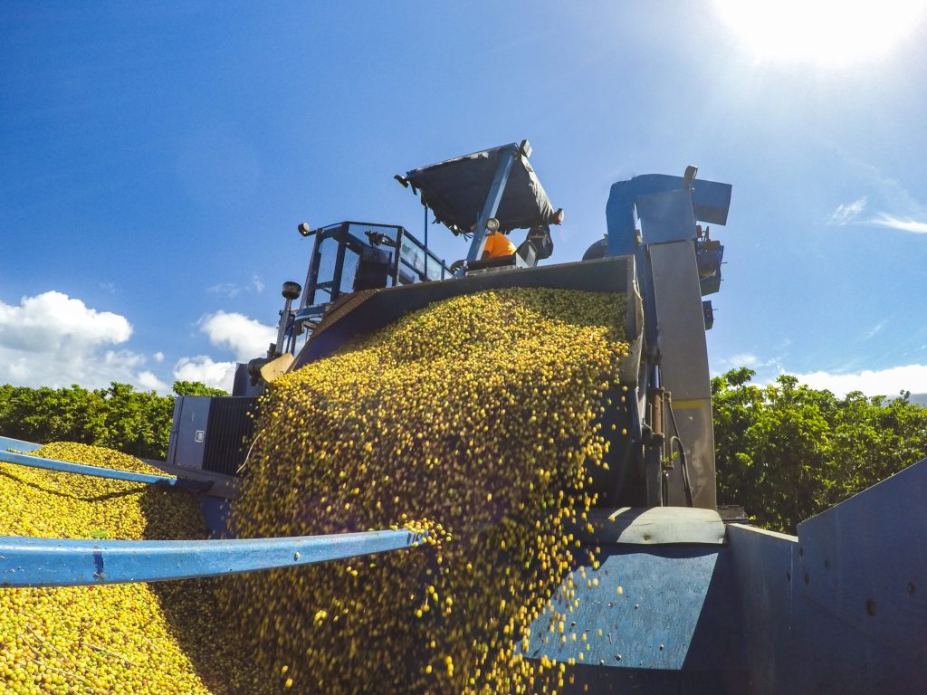 Coffee cherries dumping into hopper